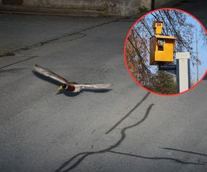 Kaczka pirat drogowy. Po siedmiu latach znowu dała się złapać na radar