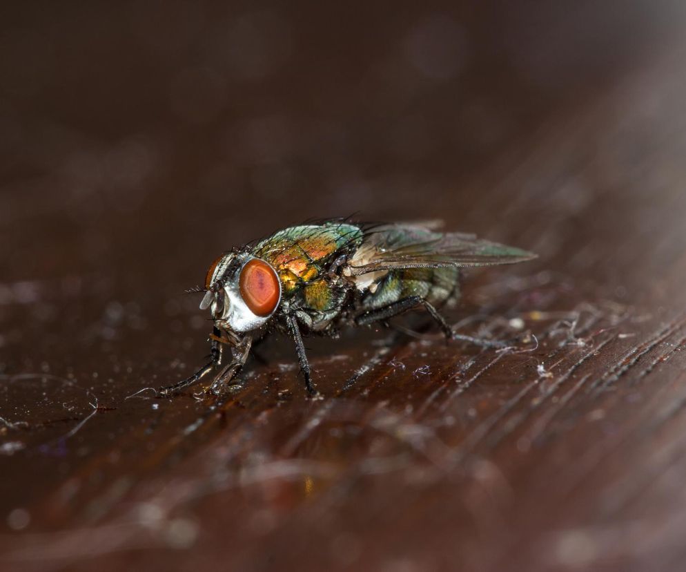Jak poznać, że coś cię ugryzło? Leśnicy mają na to sposoby i na odstraszenie tych owadów też