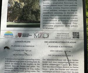 Platan Konstytucyjny w Dobrzycy