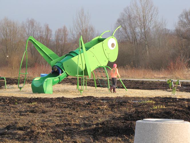 Na osiedlu Zwięczyca w Rzeszowie pojawił się gigantyczny świerszcz