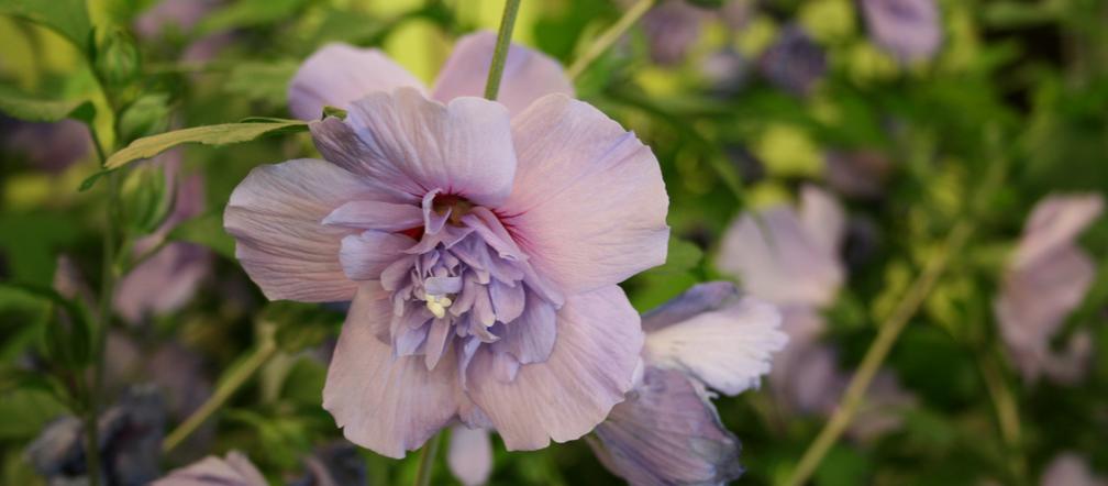 Ketmia syryjska 'Blue Chiffon'