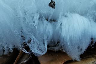 W lesiena Roztoczu pojawiła się tajemnicza wata. Wiemy, skąd się wzięła