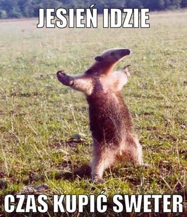 Równonoc jesienna 2020. Zobacz najlepsze memy na pierwszy dzień jesieni