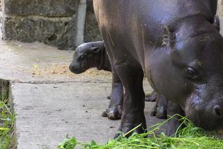 Taki maluch to prawdziwa rzadkość! Hipopotam karłowaty urodził się we wrocławskim zoo. Wybierz dla niego imię! [WIDEO, ZDJĘCIA, AUDIO]