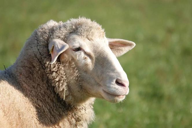 Owce oddają honorowo krew w Katowicach