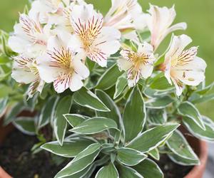 Alstroemeria