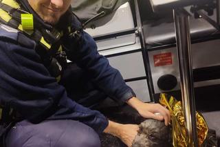 Kołobrzescy policjanci uratowali rannego psa. Trwają poszukiwania właściciela