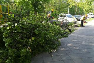 Wycinka drzew na Bydgoskim Przedmieściu. Mieszkańcy protestują