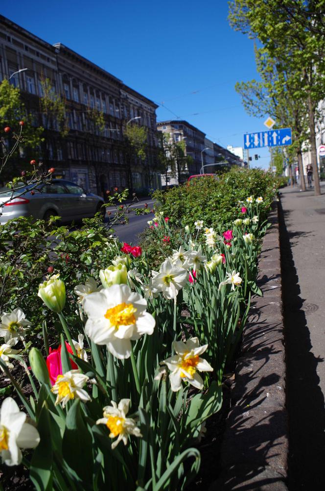 Kwiaty w centrum Szczecina