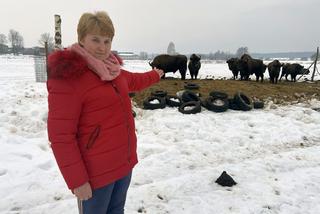 Żubry wyjadają nam jedzenie