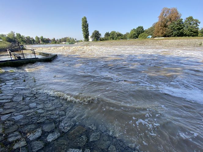 Jaz Szczytnicki we Wrocławiu coraz bardziej wypełniony. Do Wrocławia zbliża się fala ZDJĘCIA