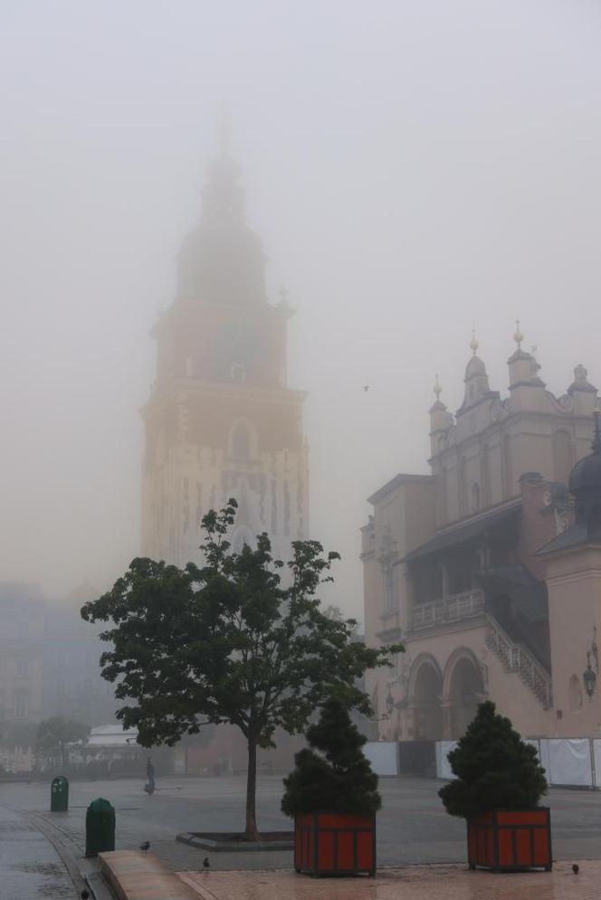 Posadzą więcej drzew na Rynku Głównym w Krakowie - zdjęcia. Kiedyś było ich niemal dwa razy więcej!