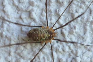 Polskie skorpiony wchodzą do domów i garaży. To sprawni myśliwi! Jest komunikat Lasów Państwowych