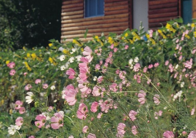 Przepis na ekoogród. Jak prowadzić ogród ekologiczny