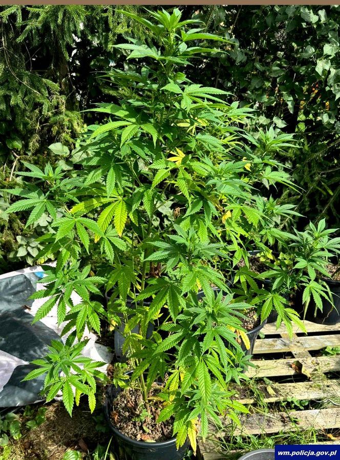 Plantacja konopi w powiecie Ostródzkim