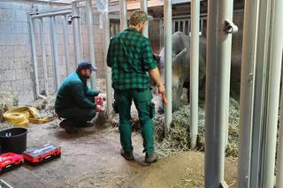 Nie żyje Diuna. Ulubienica poznaniaków