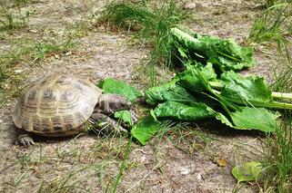 Na Pogodnie zaginął... żółw! W poszukiwaniach pomaga szczeciński TOZ