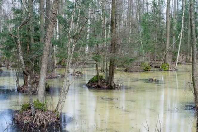 Północny i Południowy Basen Biebrzańskiego Parku Narodowego