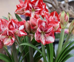 Hippeastrum