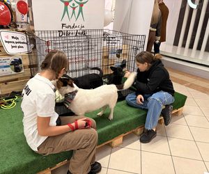 Akcja adopcyjna Fundacji Dobre Ludki w Grudziądzu