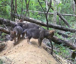 Małe wilki wyszły z nory i poznają las pod Częstochową