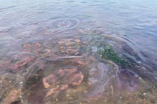 Krążkopławy opanowały świnoujską plażę. To prawdziwa inwazja!