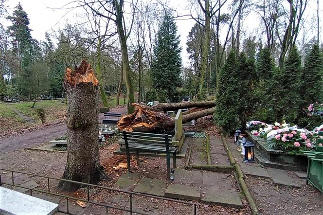 Powalone drzewo na Cmentarzu Centralnym w Szczecinie