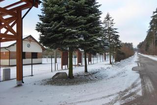 Pokazowa Zagroda Żubrów w Krajewie już otwarta. Nowa atrakcja przyciągnie tłumy turystów! [ZDJĘCIA]