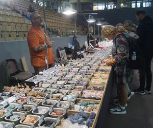 Giełda Minerałów, Biżuterii i Skamieniałości Geo Expo 2023 w Bydgoszczy. Tłumy w SISU Arenie [ZDJĘCIA]