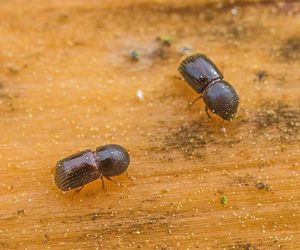 Leśnicy wyłapują groźne owady