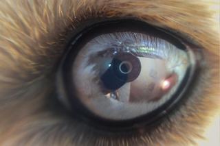 Powstała kamera, która pokazuje, jak świat widzą zwierzęta! 