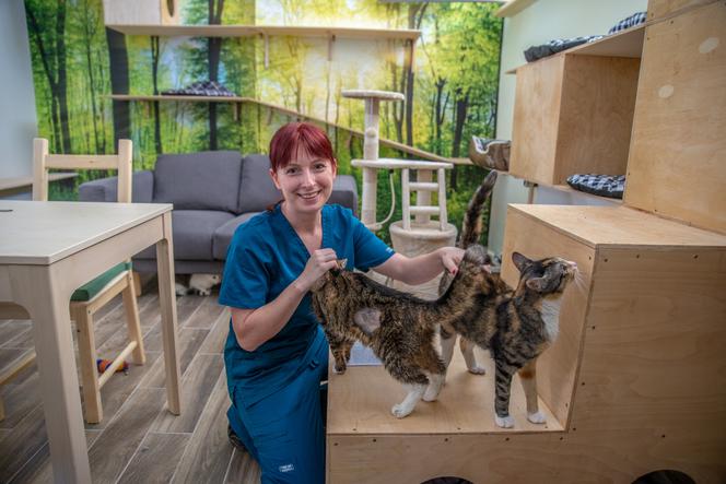 Ochota na kota znów otwarta. Na adopcję czekają trzy koty i trzy kotki