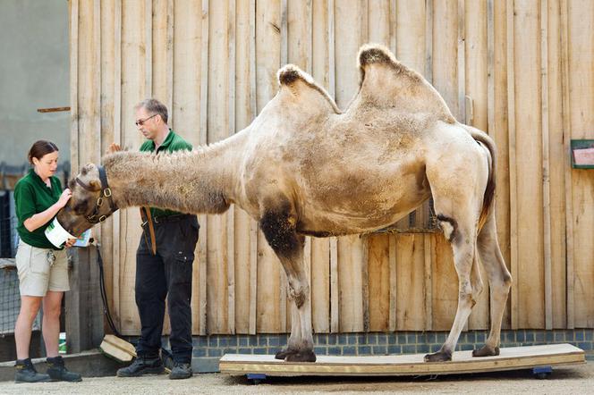 Zoo w Londynie, zwierzęta