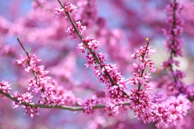 Judaszowiec kanadyjski - Cercis canadensis