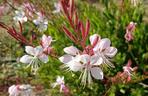 Gaura Lindheimera
