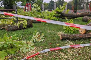 Tarnów. Dziewczynka uderzona przez zerwany konar. Koszmar na placu zabaw w Parku Strzeleckim