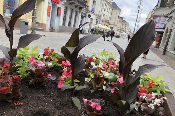 Nowe kwiaty w Kielcach
