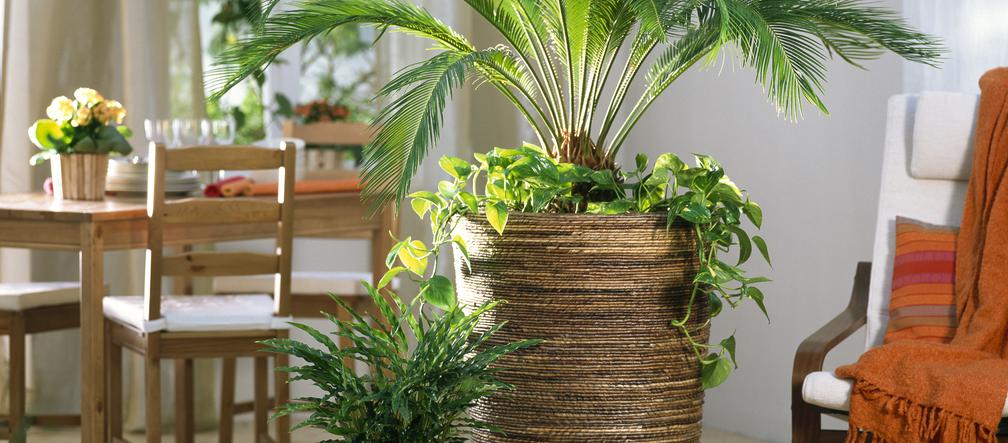 Cycas
