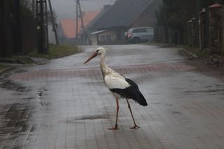 Ulubieniec wsi zaginął. Mieszkańcy zaniepokojeni