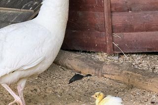 Stado pawi w Ogrodzie Saskim w Lublinie się powiększyło!