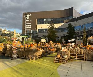 Zobacz, jak poznańskie świętują Halloween