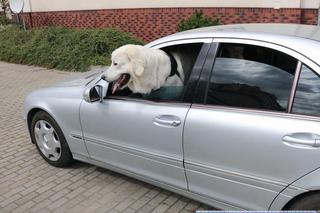 Odurzyli właściciela i ukradli samochód z… owczarkiem podhalańskim