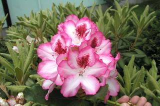 Różanecznik wielkokwiatowy 'Hachmann's Charmant'