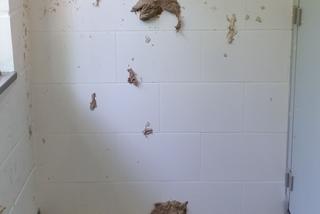 Niszczymy publiczne szalety na potęgę. Torunianie muszą zadowolić się „ToiToiami” [FOTO]