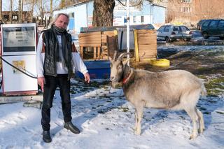 Nie dałem zjeść kozła