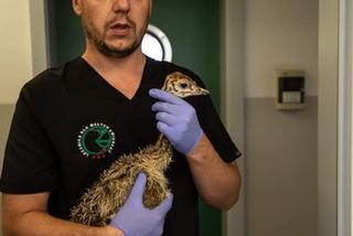  Struś Tadzio na rehabilitacji w przemyskiej lecznicy [GALERIA]	