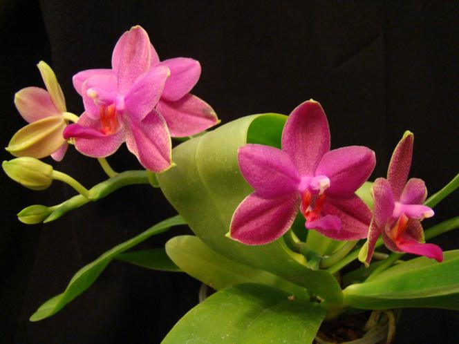 Phalaenopsis: najpopularniejszy storczyk