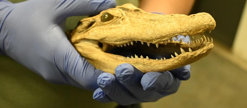 Na granicy w Medyce udaremniono przemyt spreparowanej głowy aligatora [ZDJĘCIA]