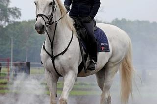 Piękna policjantka spadła z konia podczas służby! Teraz walczy o życie w szpitalu [ZDJĘCIA]