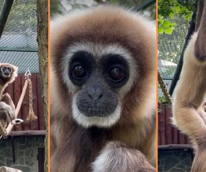 Śpiewający akrobata w ZOO Wrocław. To jeden najstarszych gibonów na świecie